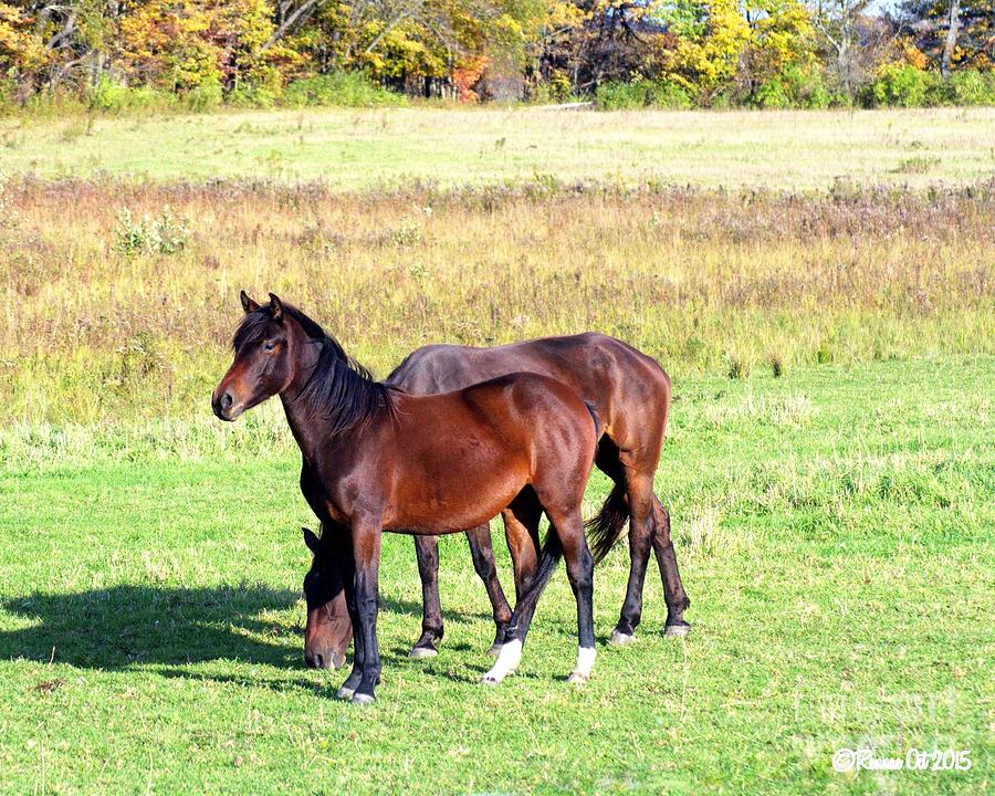 Horse Photograph - Afternoon Walk by Rennae Christman