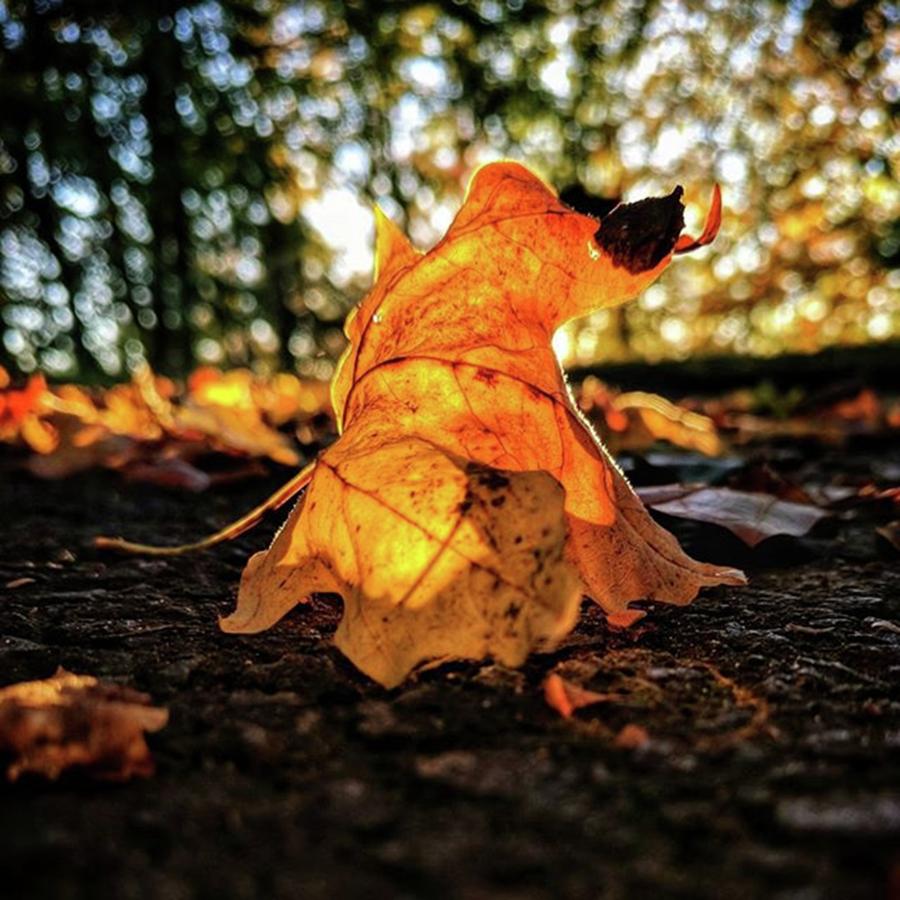 Fall Photograph - Afterwork Walks...
#autumn #pixelxl by Craig Szymanski