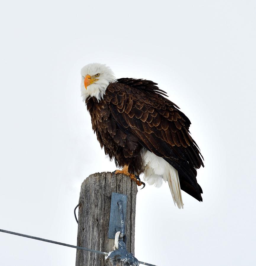 Eagle Photograph - Against A Pale Sky by Michael Morse