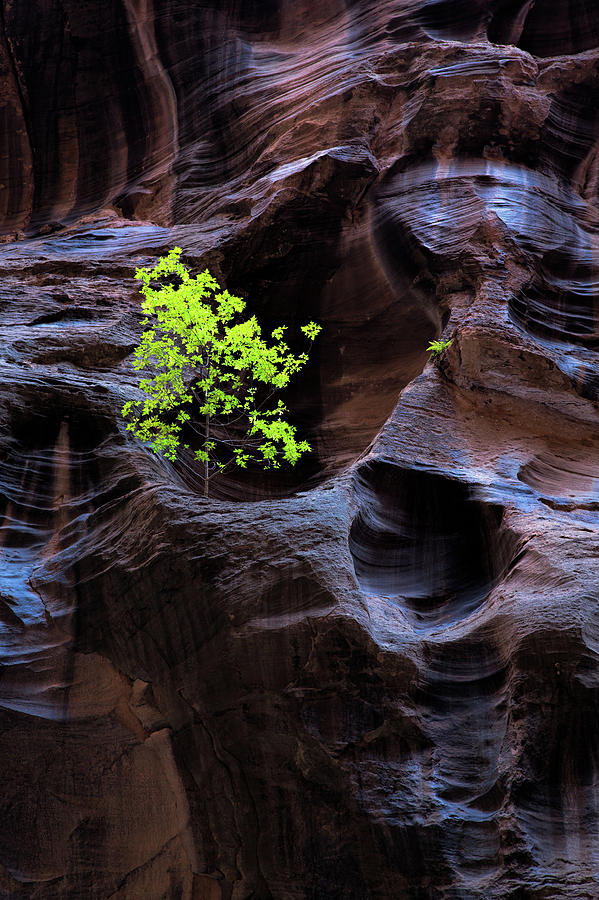 Zion National Park Photograph - Against All Odds by Larry Pollock