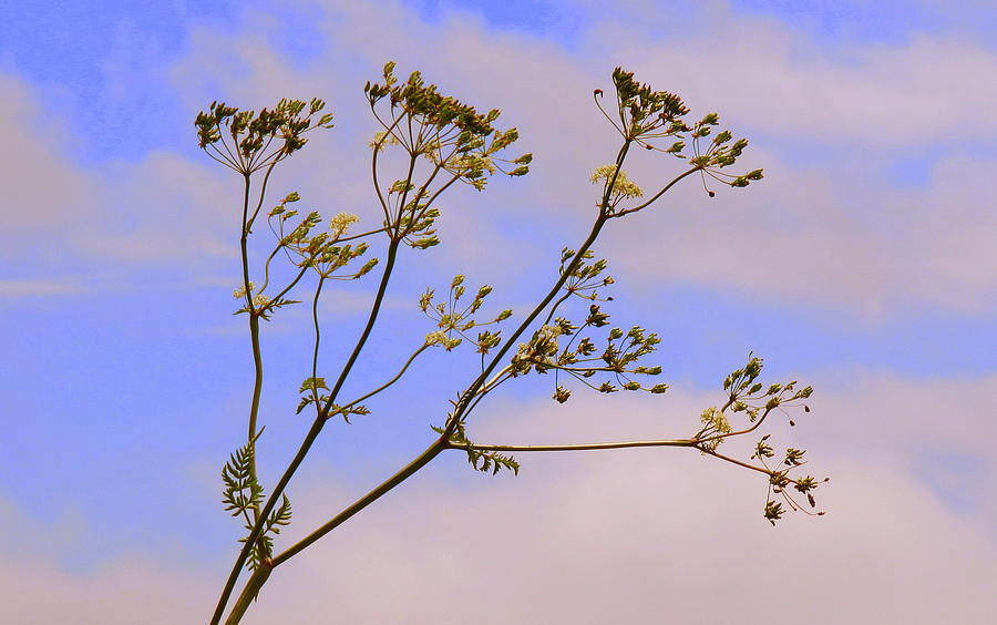 Seeds Photograph - Against The Sky by Hilary Burt