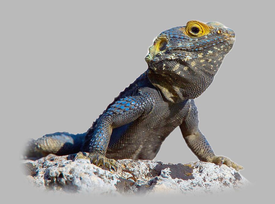 Agama basking on a rock T-shirt by Tony Mills Agama basking on a rock T-shirt by Tony Mills