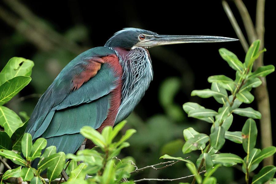 Agama heron in Brazil Photograph by Steven Upton