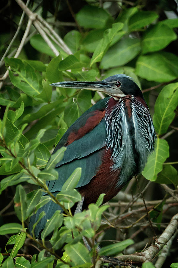 Agami Heron in the foliage Photograph by Steven Upton