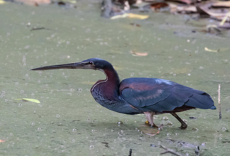Agami Heron Photograph by Lee Alloway