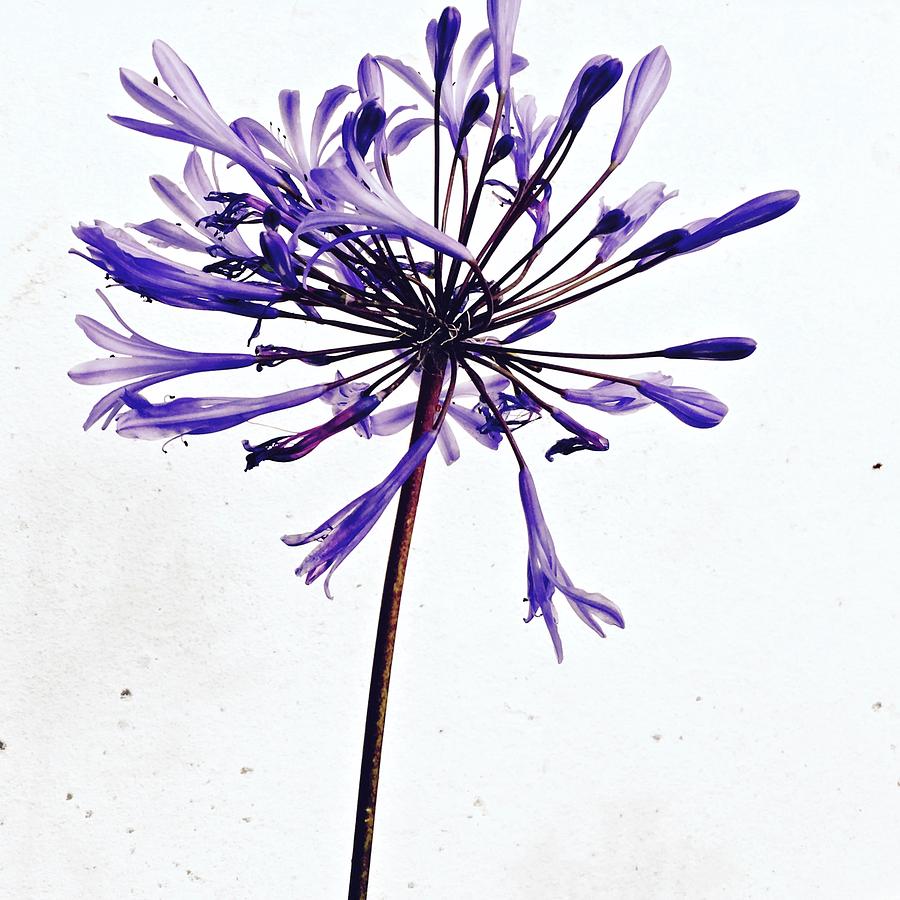 Flowers Still Life Photograph - Agapanthus 2 by Julie Gebhardt