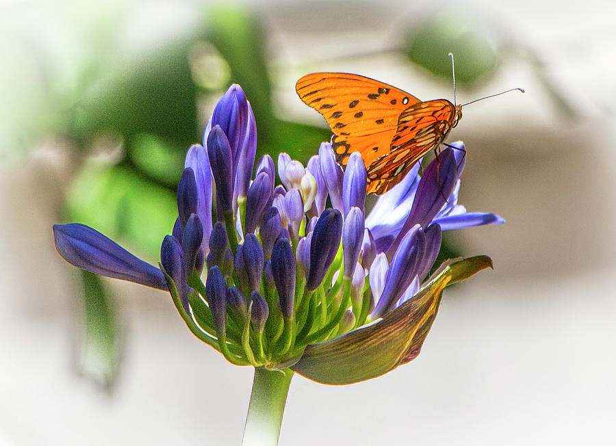Agapanthus and Milkweed Tiger Butterfly Photograph by Venetia Featherstone-Witty