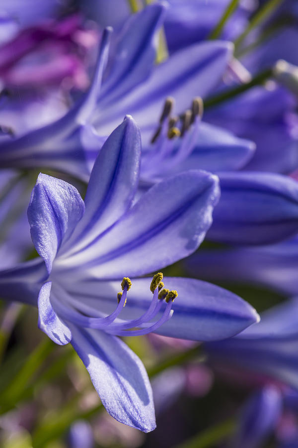 Flower Photograph - Agapanthus by Bruce Frye