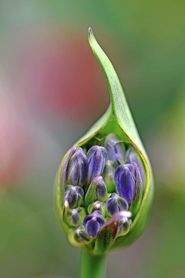 Agapanthus Bud Photograph by Debbie Oppermann