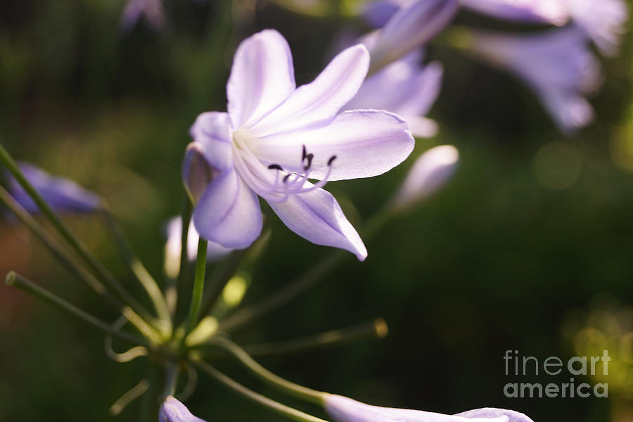 Agapanthus Photograph by Cassandra Buckley