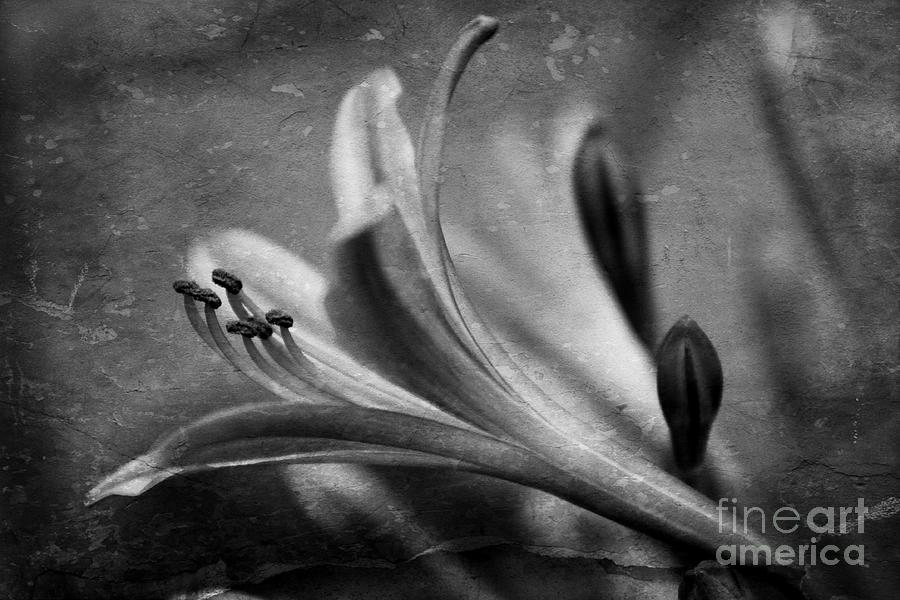 Black And White Photograph - Agapanthus by Clare Bevan