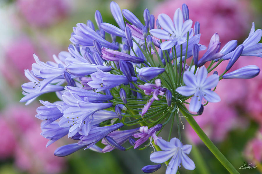 Agapanthus Photograph by Diana Haronis