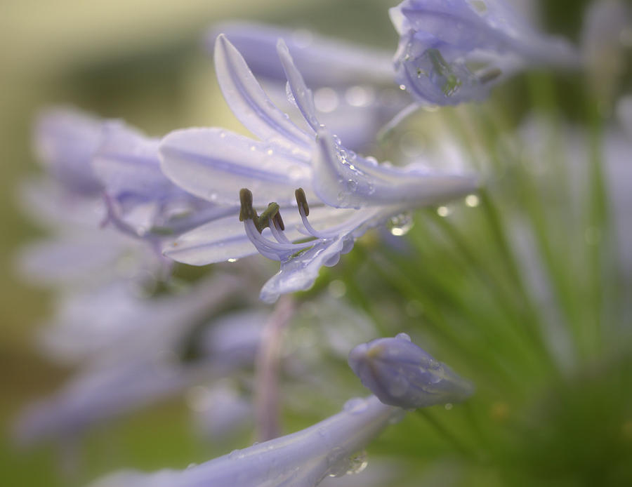 Agapanthus Flower Photograph by Nathan Abbott