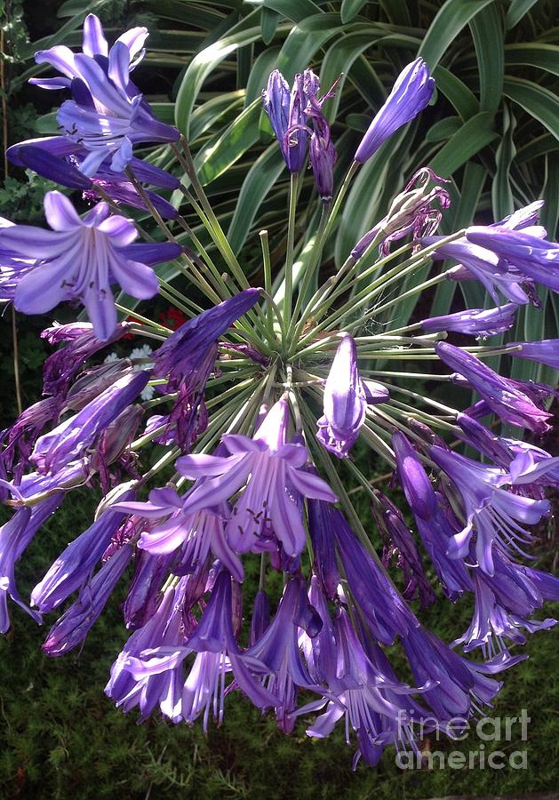 Agapanthus Flowers in Purple - New and Old Photograph by By Divine Light