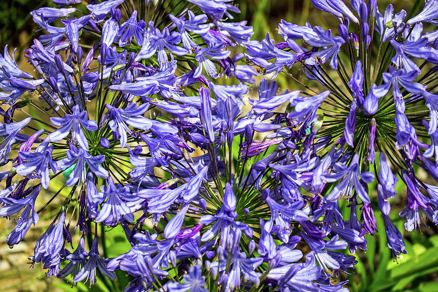 Agapanthus Flowers Photograph by Jeff Townsend