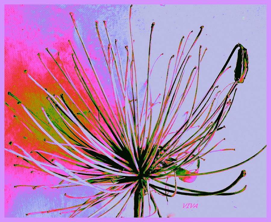 Agapanthus In The Pink Photograph by VIVA Anderson