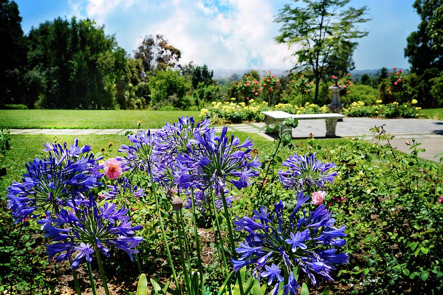 Agapanthus in the Rose Garden Photograph by Lynn Bauer