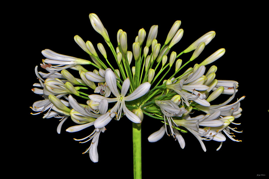 Agapanthus - Lily Of The Nile 001 Photograph by George Bostian