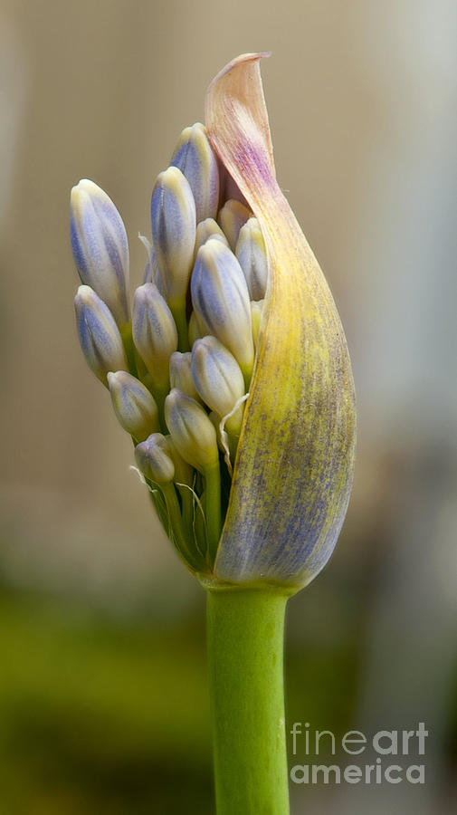 Agapanthus New Bloom Photograph by K D Graves - Fine Art America