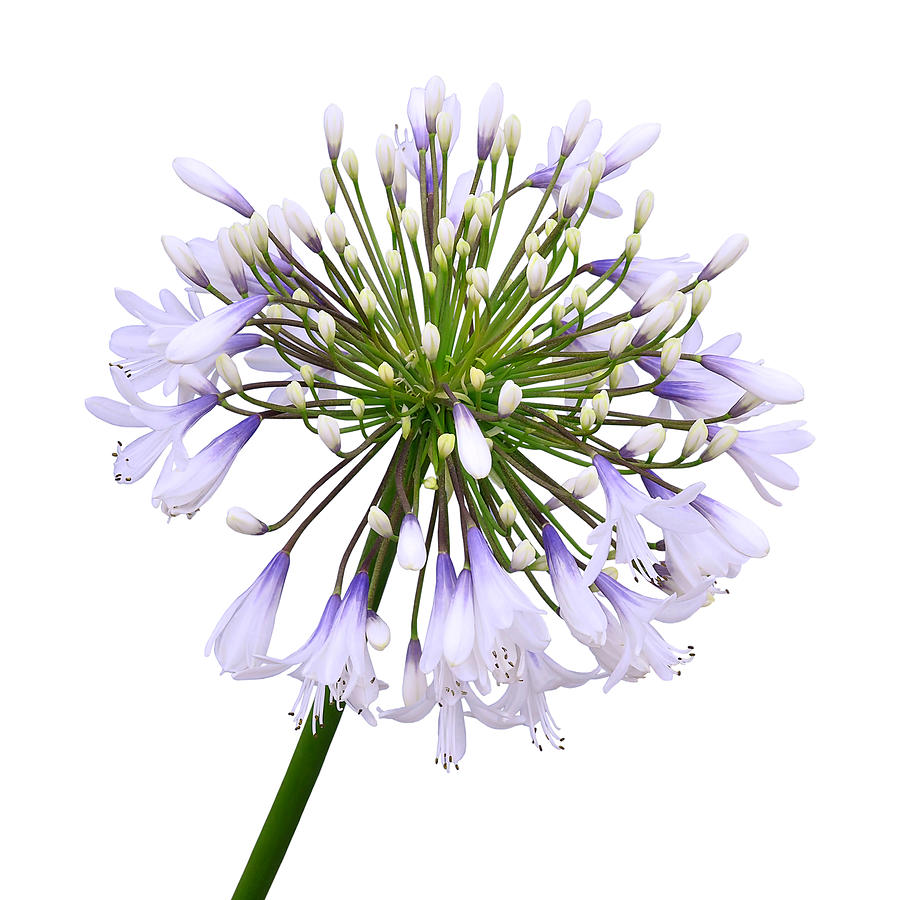 Agapanthus on White Photograph by Gill Billington