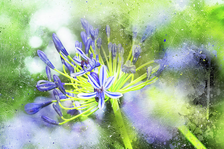 Nature Photograph - Agapanthus Perfection by Kay Brewer