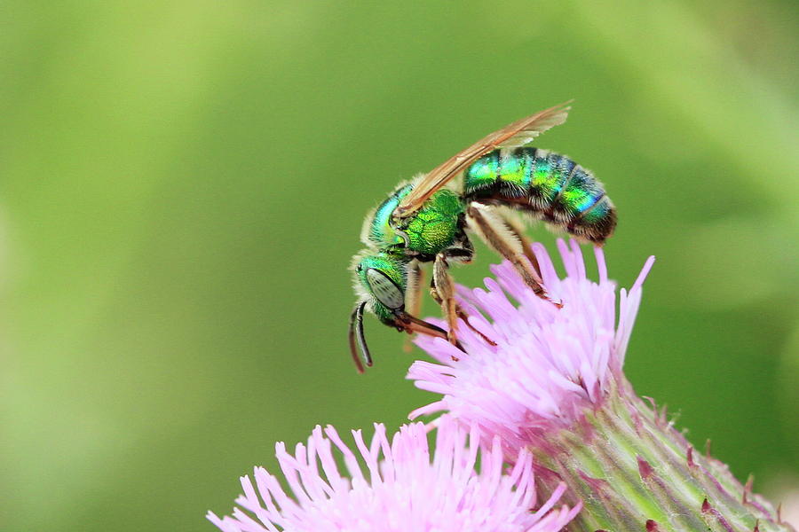 Agapostemon by Paul Marto Agapostemon by Paul Marto