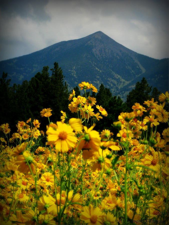 Tickseed Sunflower Photograph - Agassiz Peak High Above the Meadow by Aaron Burrows