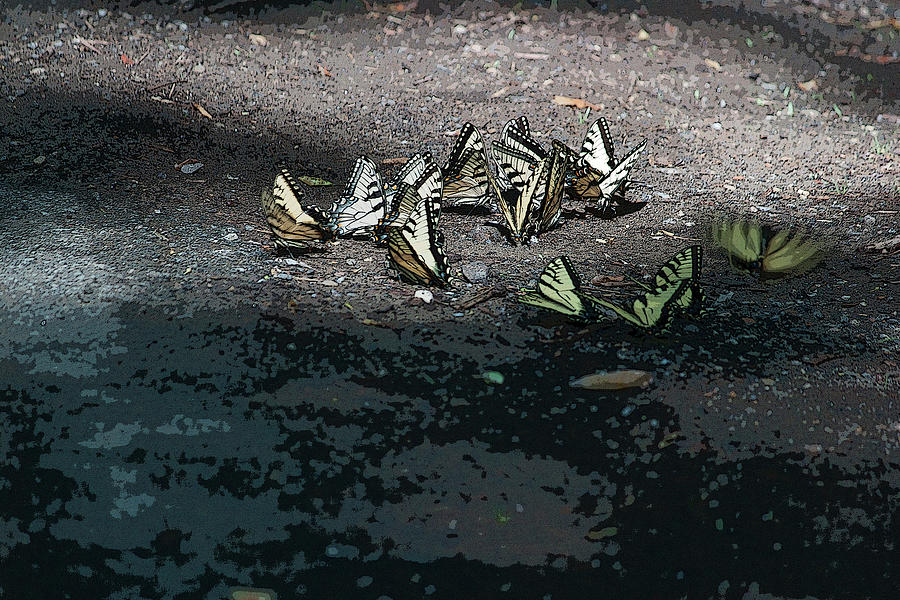 A Gathering of Swallowtails Photograph by Suzanne Gaff