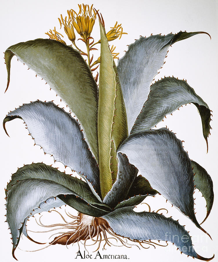 Agave, 1613 Photograph by Granger