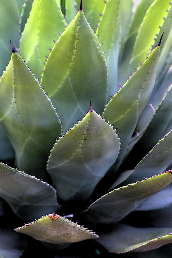 Agave 5 Photograph by Mary Bedy