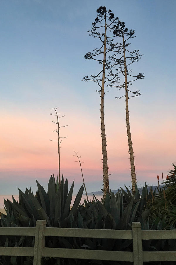 Agave Above Santa Monica Photograph by Art Block Collections