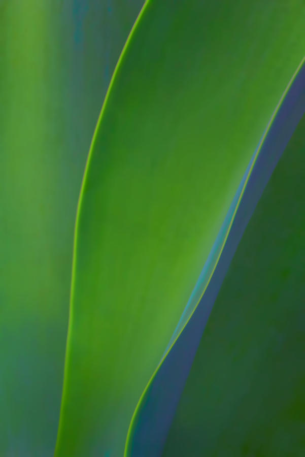 Agave Abstract Photograph by Carolyn Derstine