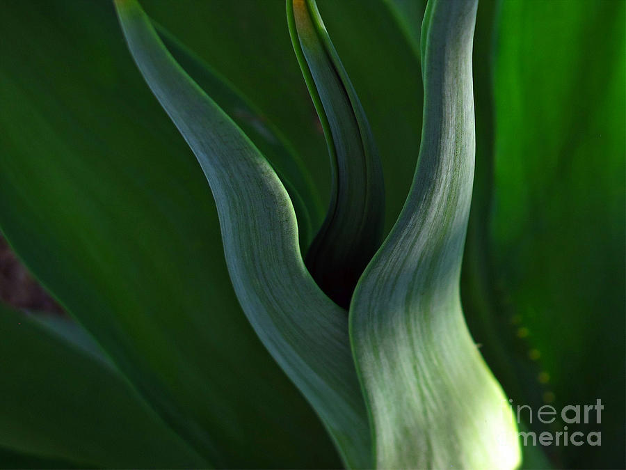 Agave Abstract Photograph by Kelly Holm