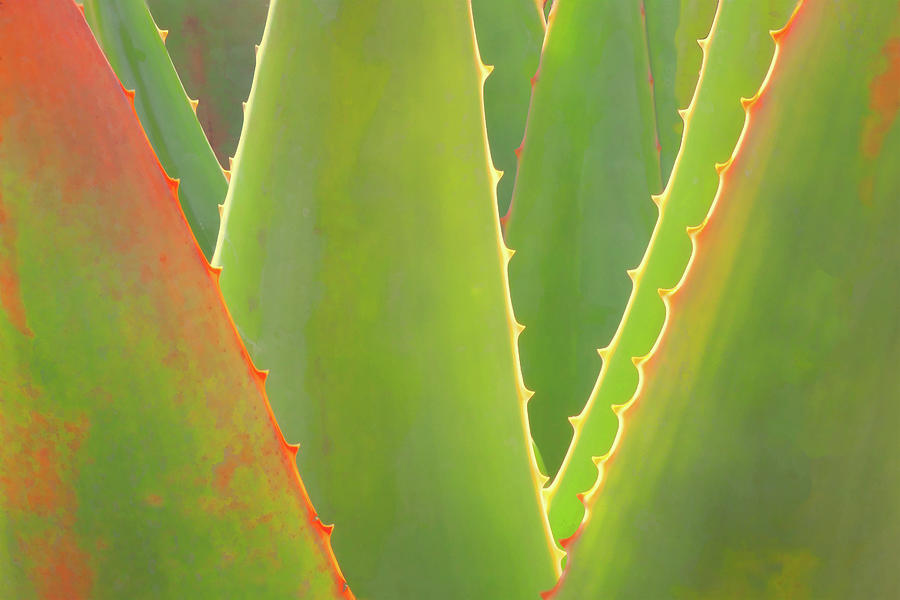 Agave Abstract Photograph