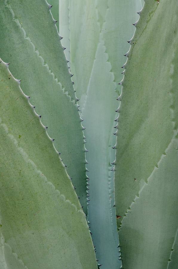 Agave abstract. Photograph by Rob Huntley