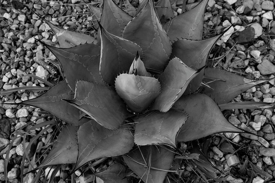 Agave americana aka Century Plant  Photograph by Toni Hopper