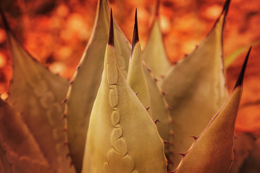 Agave americana in color Photograph by Toni Hopper