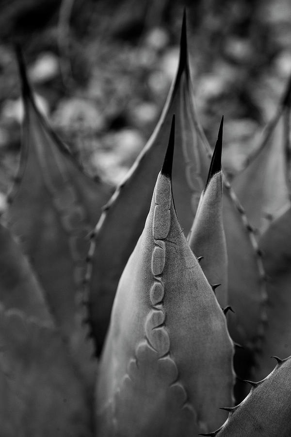 Agave americana vertical black and white Photograph by Toni Hopper