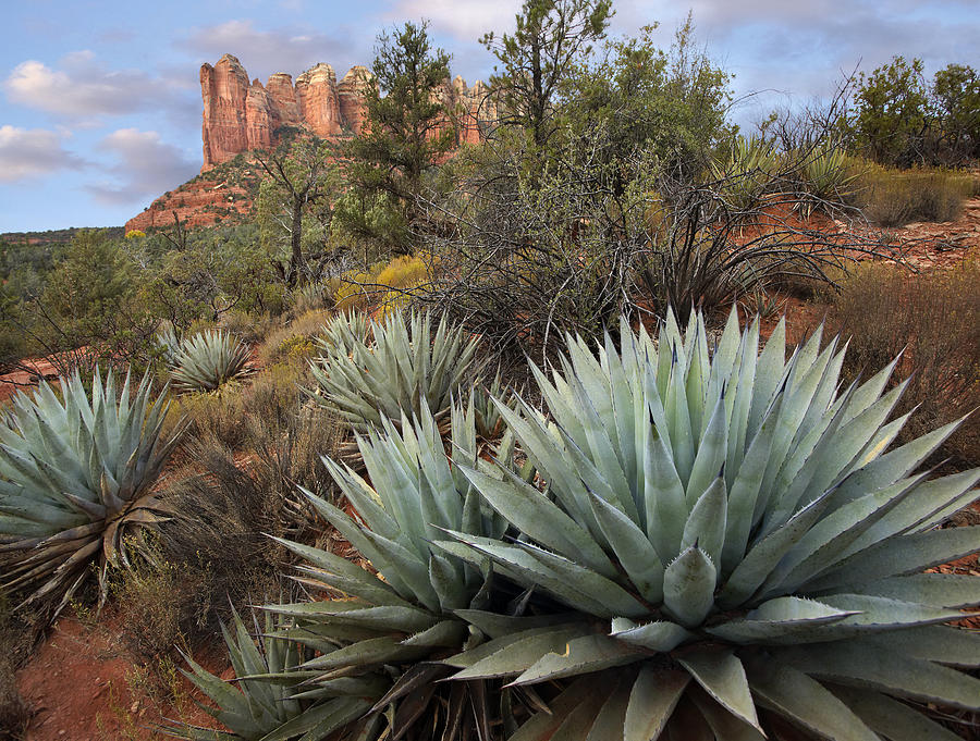 Agave And Coffee Pot Rock Near Sedona Photograph by Tim Fitzharris