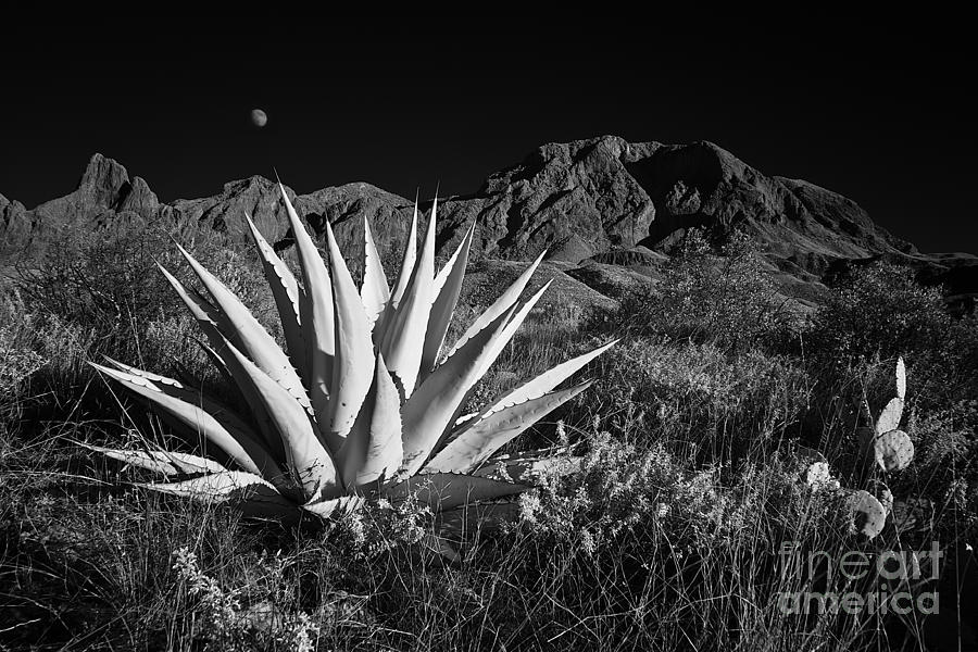Agave and Moonrise Photograph by Patti Schulze