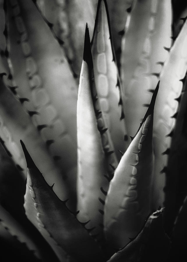 Agave and patterns Photograph by Eduard Moldoveanu