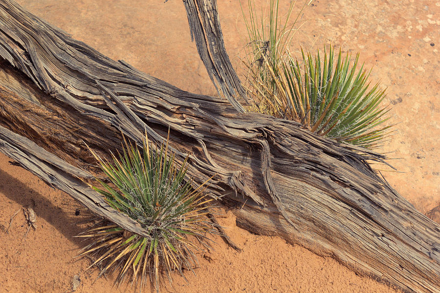 Agave and Weathered Branch Photograph by Peter J Sucy