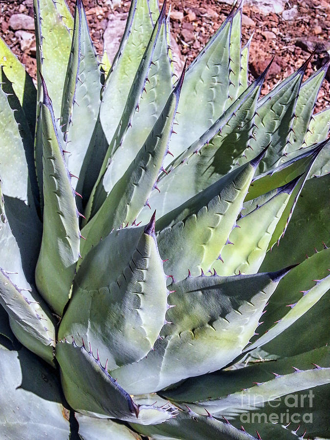 Agave Photograph by Anthony Citro
