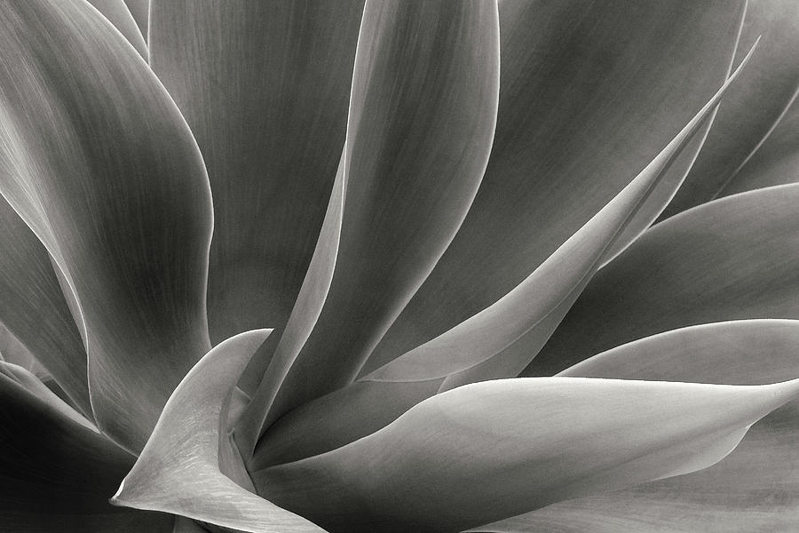 Agave Attenuata In Black And White Photograph