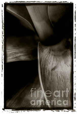 Agave Photograph - Agave Attenuata by K Randall Wilcox Agave Photograph - Agave Attenuata by K Randall Wilcox