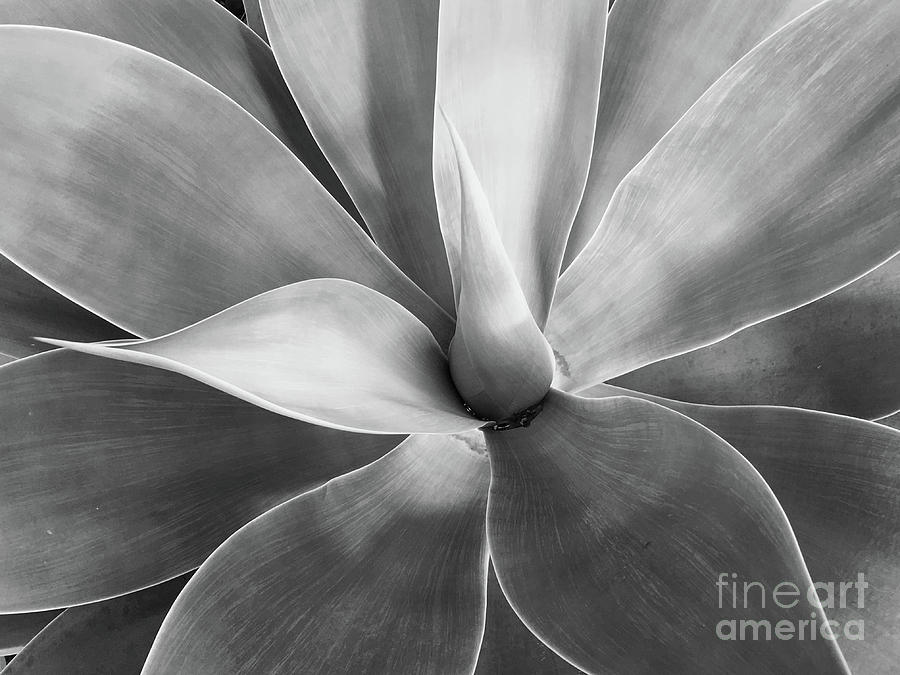 Agave Black And White Painting by Saundra Myles