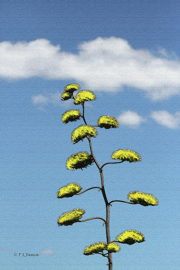 Agave Bloom Stalk Digital Art by Tom Janca