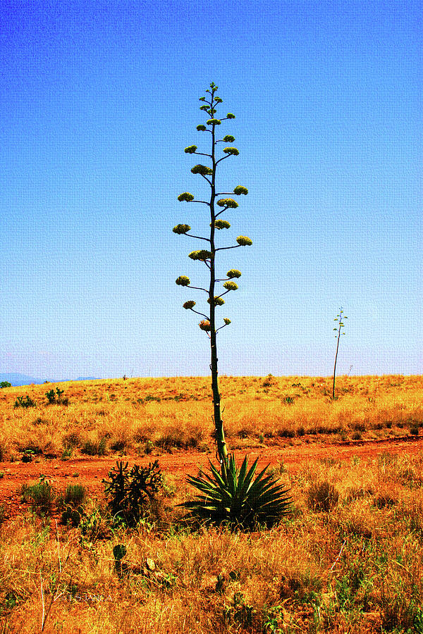 Agave Blooming On The Mesa Photograph by Tom Janca