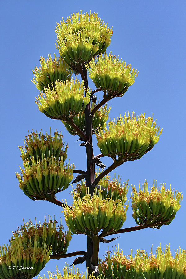 Agave Blooms High On The Mesa Digital Art by Tom Janca