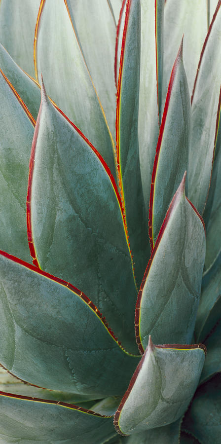 Agave - Blue Glow by Saxon Holt Agave - Blue Glow by Saxon Holt